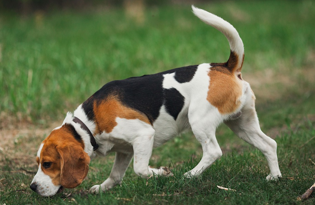 which is best dog breed for families, dog breeds for family, beagle pure breed