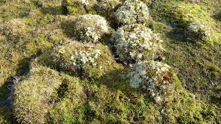 A picture showing how ants create mounds in marshy land