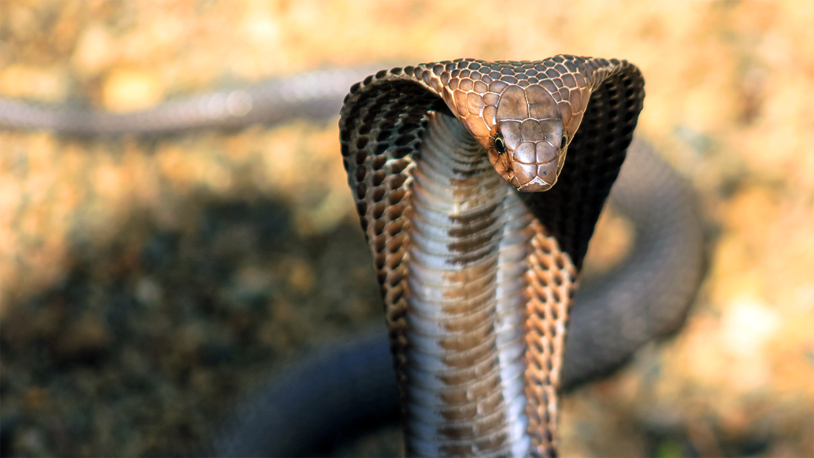 Kenali jenis ular  berbisa di Malaysia Jasduit