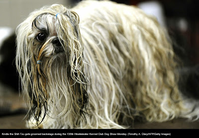 135th Westminster Kennel Club Dog Show at Madison Square Garden in New York City