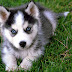 Siberian husky puppies wallpaper