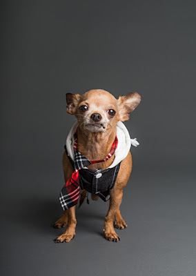 A small brown Chihuahua is wearing a tie and hoodie