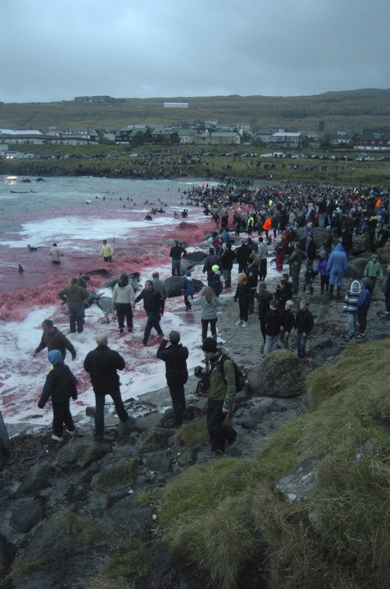 whale-hunting-4