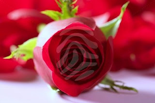 Beautiful Images For Red Roses Free Download