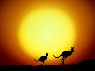 Kangaroo Wallpapers