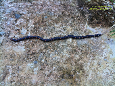 Red-tailed Pipe Snake specializes in feeding other snak