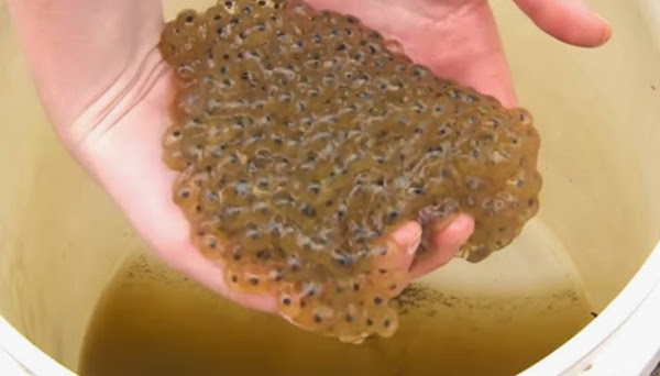 Frog eggs in a container.