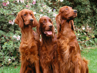  fotos en HD de perros