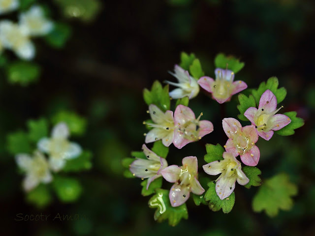 Chrysosplenium album