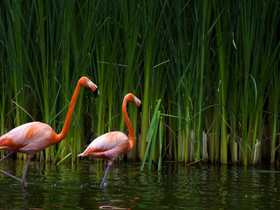 Birds Pink flamingos wallpaper
