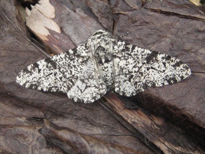 Peppered Moth Garden Moths 010610 002