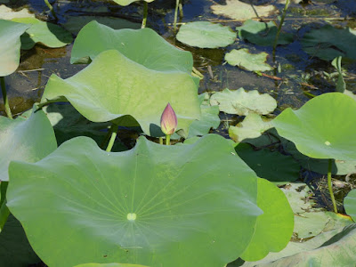 山田池公園 蓮の花　つぼみ