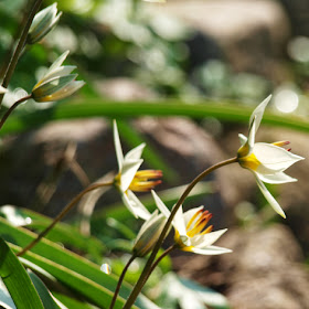 Botanisk tulipan, Tulipa turkestanica, hvide tulipaner der blomstrer tidligt.