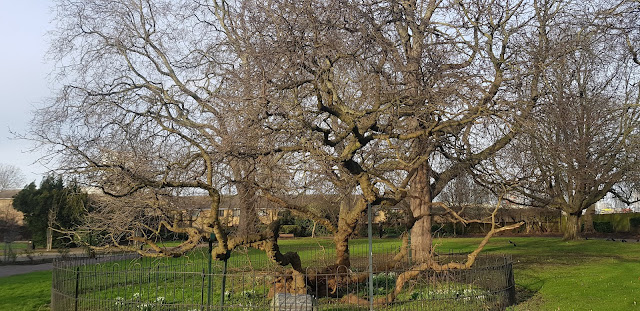 John Evelyn's Mulberry Tree