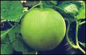 BUDIDAYA MELON SECARA HIDROPONIK PERTANIAN BUDIDAYA MELON SECARA HIDROPONIK PERTANIAN