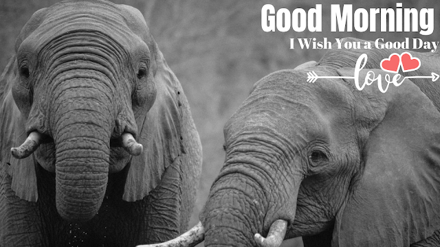 beautiful good morning images with two elephant