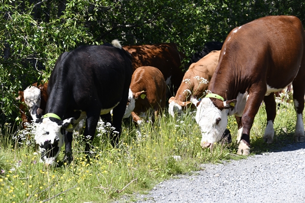 ammekuer hereford nofence kalver utmsrksbeite