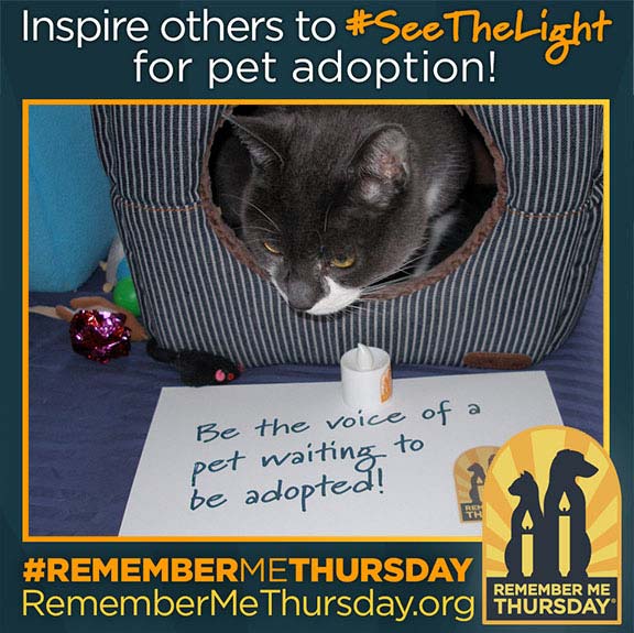Remember Me Thursday: Saving/Rehoming Maria's Cats