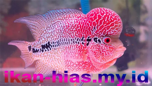 Jenis Ikan Hias Air Tawar Aquarium Louhan Merah Muda