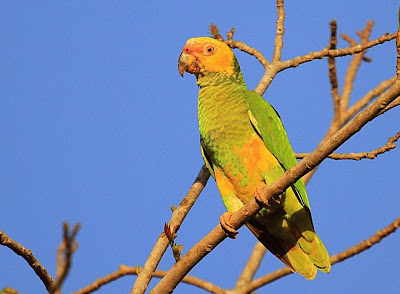 Yellow faced amazon