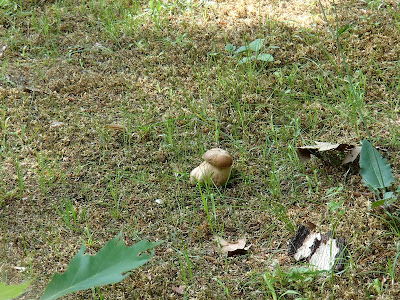 borowik usiatkowany Boletus reticulatus