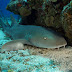 Tubarão-lixa (Ginglymostoma cirratum)