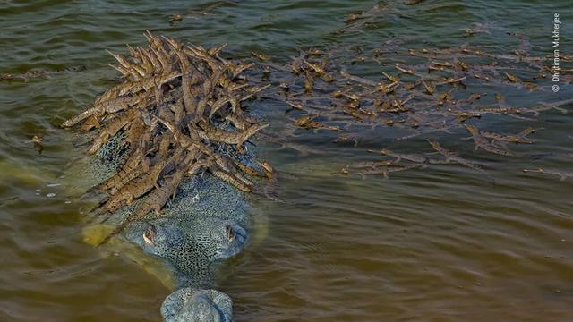 Viral! Buaya Gendong 100 Anaknya di Punggung, Ternyata Spesies Hampir Punah, naviri.org, Naviri Magazine, naviri majalah, naviri