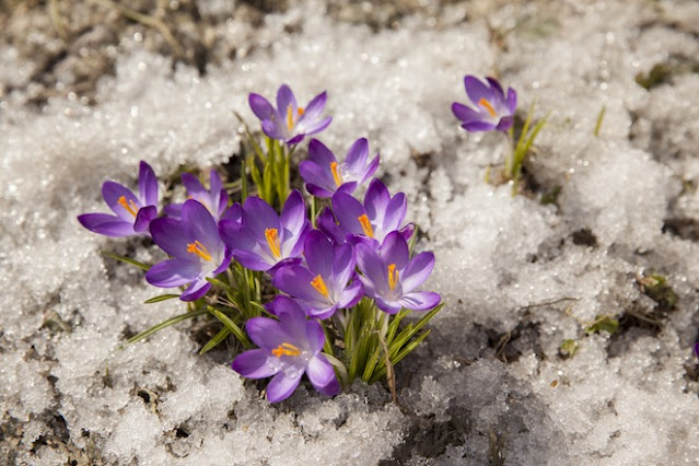 free,wallpapers,spring,snow,nature,