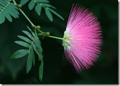 Calliandra surinamensis1