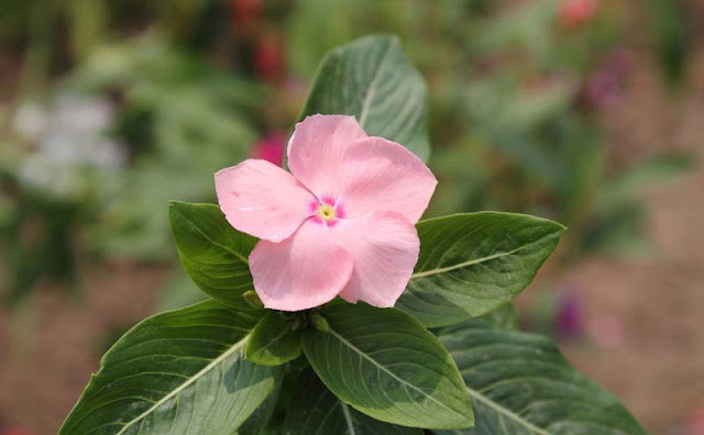 Vinca Flowers Pictures