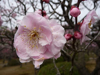 八重の梅花