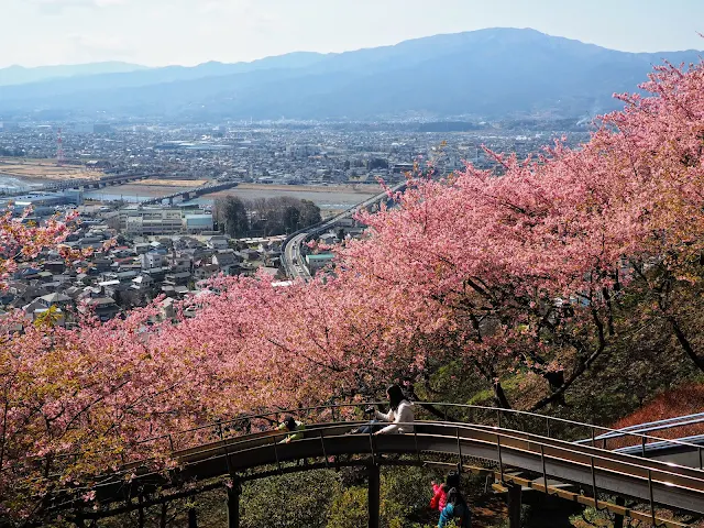 西平畑公園　河津桜