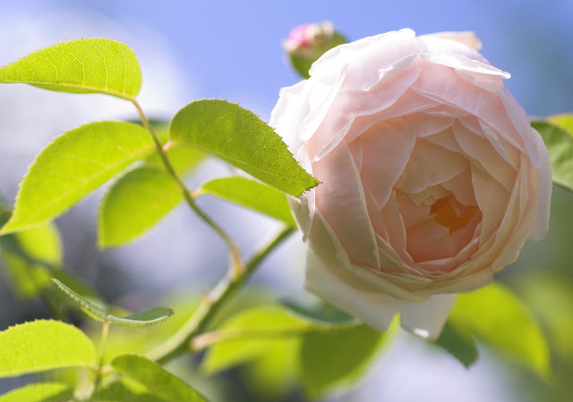Single White Rose Flower Wallpaper