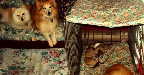 Ottawa Valley Dog Whisperer : How to Crate Train Your ...