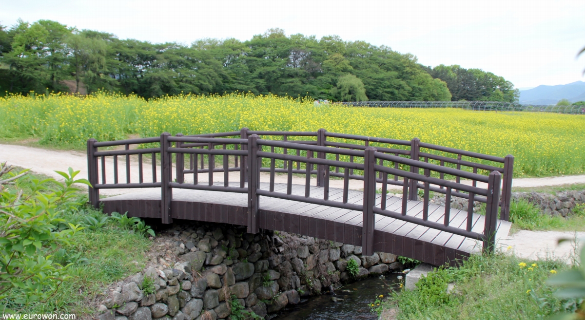 Puente de madera para acceder a un campo de flores de colza