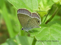 Mariposa átomo occidental posando sobre una hoja. Fotografía de Francisco Farriols Sarabia.