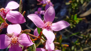 Boronia Flower