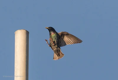 Canon EOS 7D Mark II / 400mm Lens (Wide Zone AF for Birds in Flight)