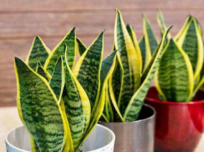 Indoor Plants that Purify Air – Plant these 10 plants at home, there will never be a shortage of oxygen