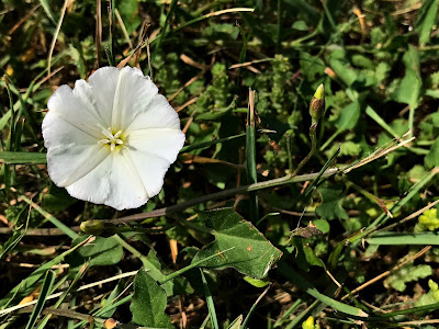 June 10 2018 Pulling wild morning glories from our Peace Garden at chu