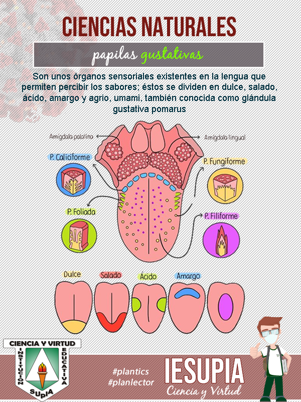 Papilas gustativas