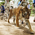 Sumatran tiger mauled to death in mating attempt gone horribly wrong at zoo
