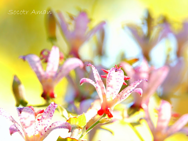 Tricyrtis hirta