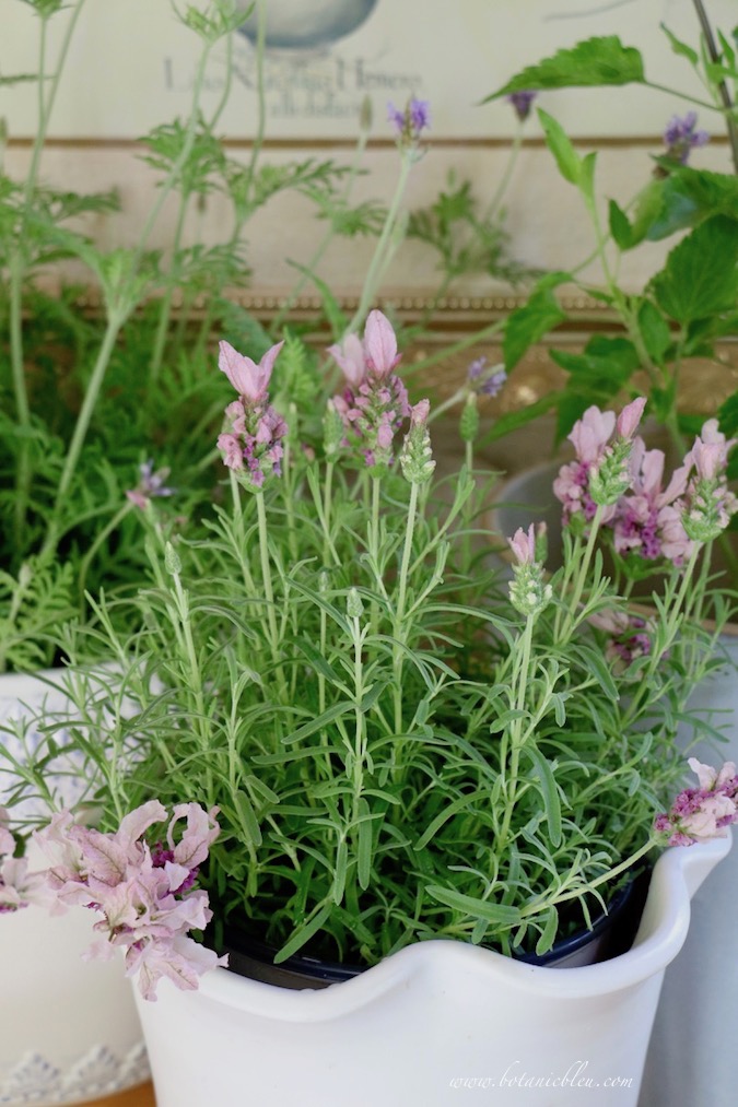 Spring Gardening with new flower pots and lavender