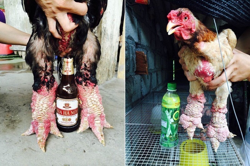 dong-tao-chicken-4 dong-tao-chicken-4