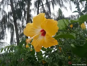 Yellow beach hibiscus