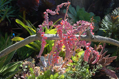 Echeveria shaviana - Mexican hens care and culture