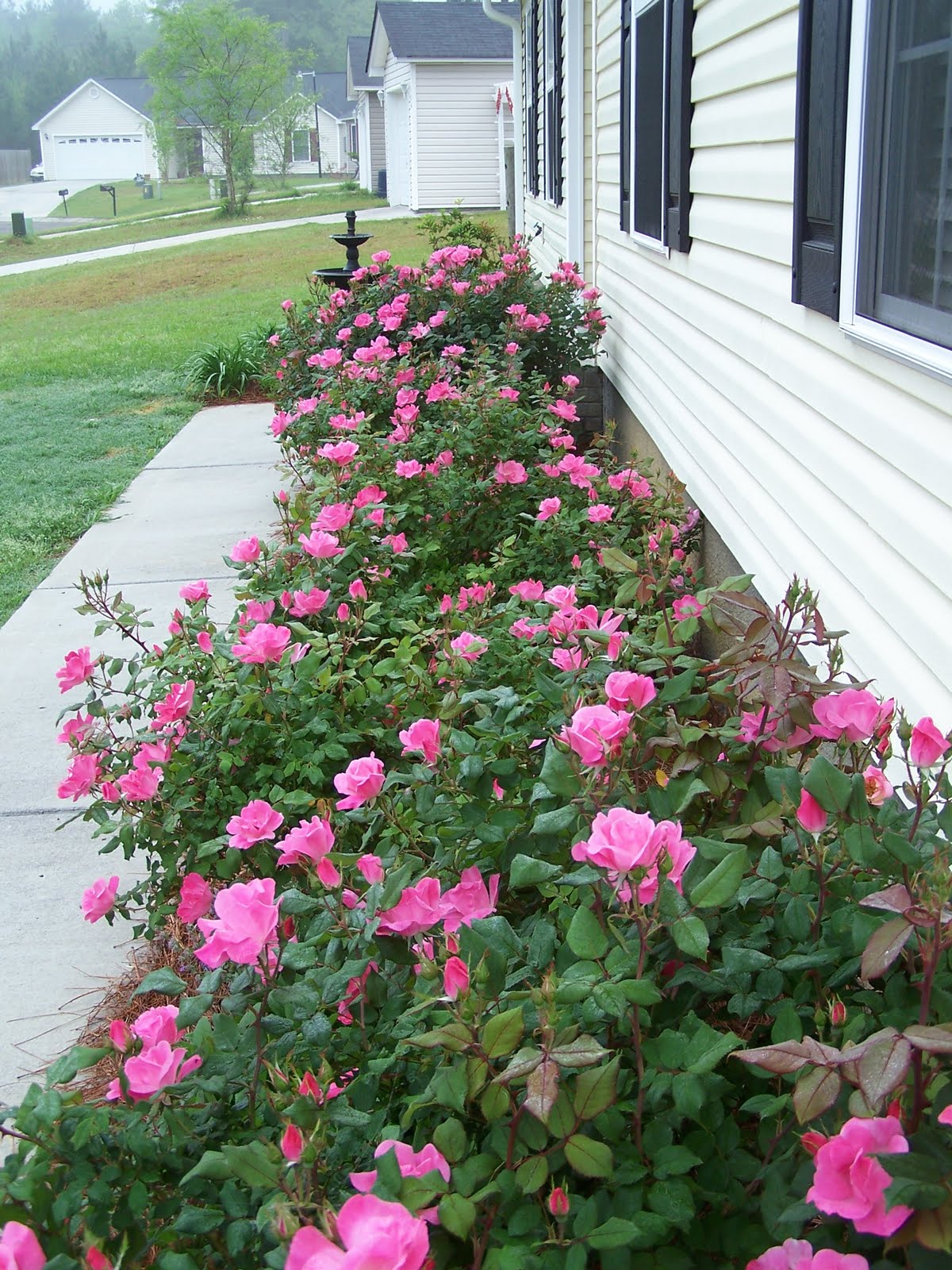 Double Knockout Roses