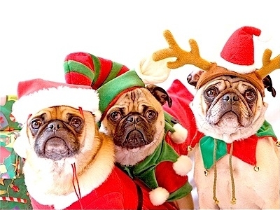Funny Christmas pugs: Santa, Elf and Deer.