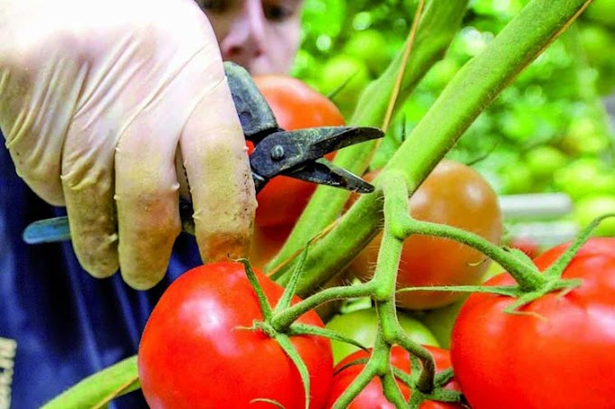 Dal 26 agosto obbligo in etichetta origine dei derivati del pomodoro